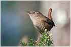 Troglodytes troglodytes