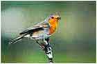 Erithacus rubecula