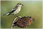 Ficedula hypoleuca