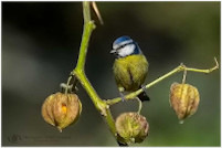 chapimAzul_200X134